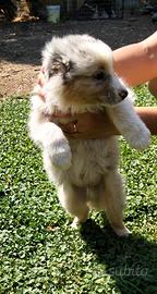 Cuccioli pastore australiano australian shepherd