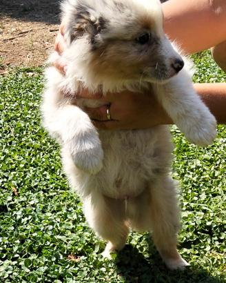 Cuccioli pastore australiano australian shepherd