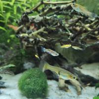 Endler Guppy