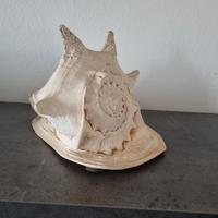 conchiglia marina decorativa