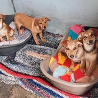 Cucciolata in canile