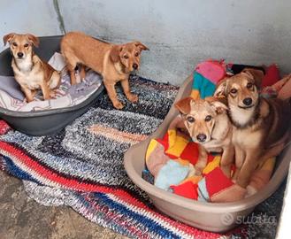 Cucciolata in canile