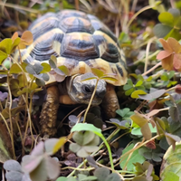 Tartaruga testudo hermann i