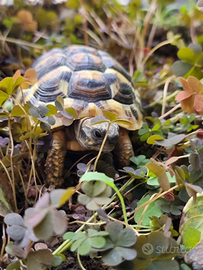 Tartaruga testudo hermann i