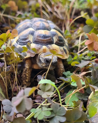 Tartaruga testudo hermann i