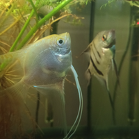 Pterophyllum coppia scalari