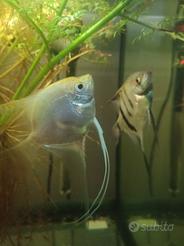 Pterophyllum coppia scalari