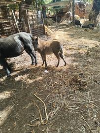 Pony e puledra