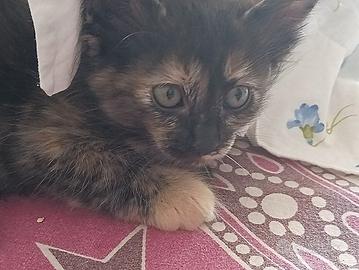 Gattini pelo lungo 