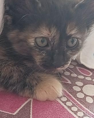 Gattini pelo lungo 