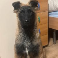 Coccole Pastore belga malinois