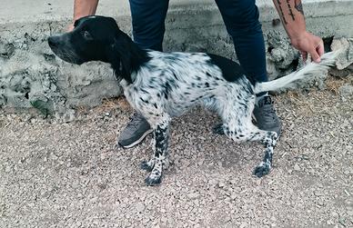 Cucciolo setter inglese