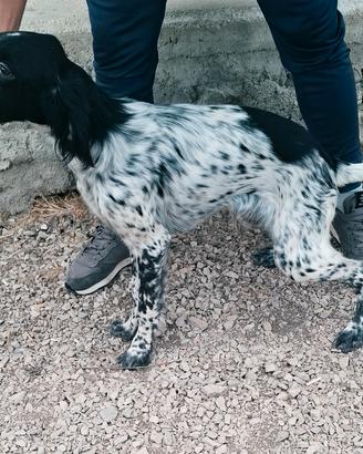 Cucciolo setter inglese