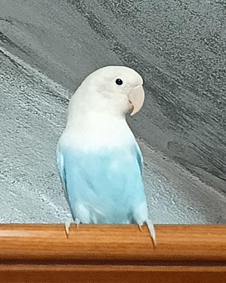 Pappagallo inseparabile Fischeri femmina giovane