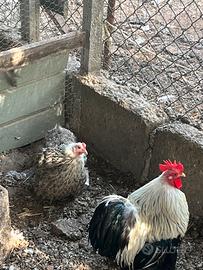 Coppia cocincina nana
