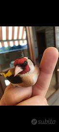 Allevamento canarini, cardellini e cocorite