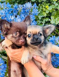 Chihuahua Pedigree