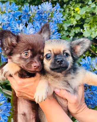 Chihuahua Pedigree