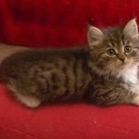 Cuccioli di gatto siberiano