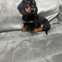 Cuccioli di bassotto