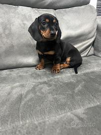 Cuccioli di bassotto