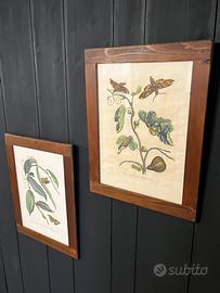 Stampe botaniche vintage, con cornici in legno
