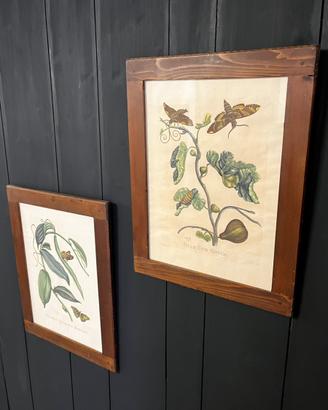 Stampe boraniche vintage, con cornici in legno