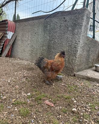 Gallo moroseta