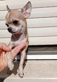 Cucciola di chihuahua mini toy