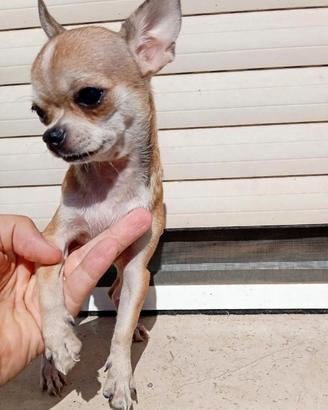 Cucciola di chihuahua mini toy