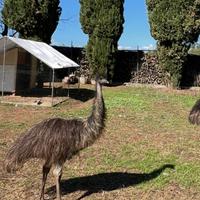 Emu e coppia struzzi