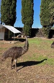 Emu e coppia struzzi