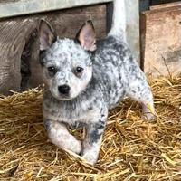 Cucciola australian cattle dog