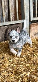 Cucciola australian cattle dog