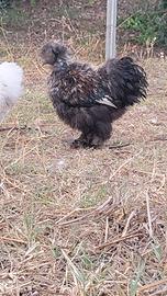 Gallo show girl