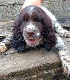 Springer spaniel