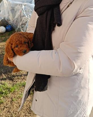 Barboncino red cuccioli