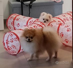 Cuccioli di Pomerania agosto 2026