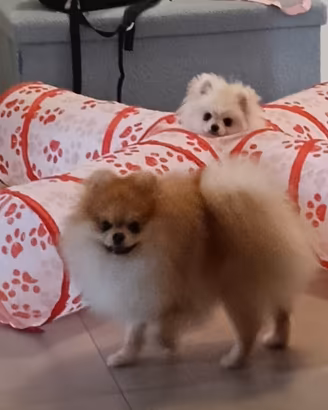 Cuccioli di Pomerania agosto 2026