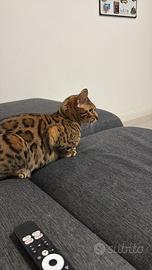 Gatto bengala femmina sterilizzata