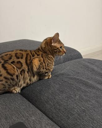 Gatto bengala femmina sterilizzata