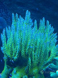 Acropora valida tricolor