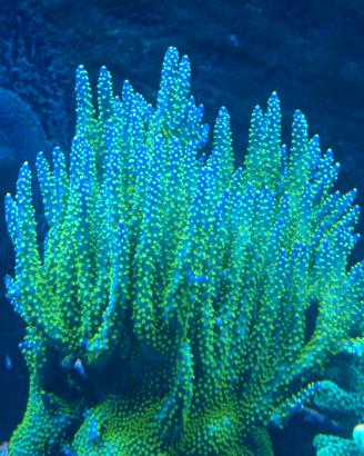 Acropora valida tricolor
