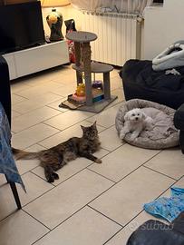 Main Coon accoppiamento