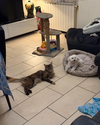 Main Coon accoppiamento