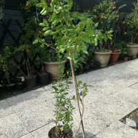 Nespolo, fichi, oleandri,agave,fico d India melogr