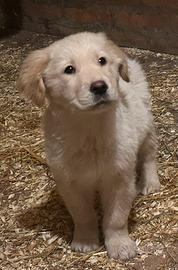 Cucciolo maschio di golden retriver