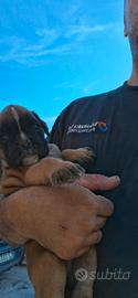 Cucciola di cane boxer femmina
