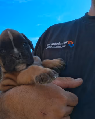 Cucciola di cane boxer femmina