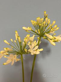 Pianta di Agapanthus bianco